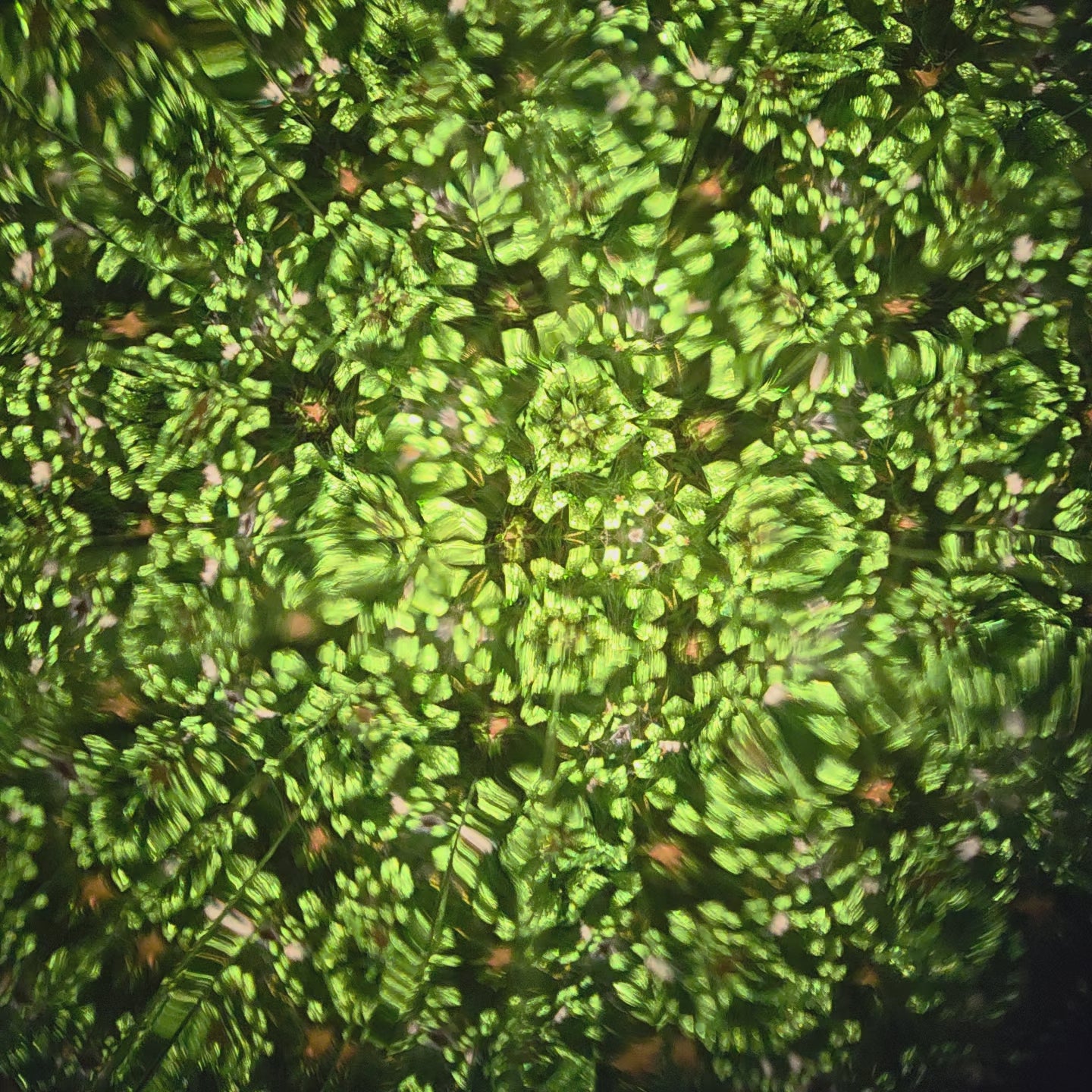 A video clip of a kaleidoscope's view. It is pointed at a Christmas wreath that reflects facets of shiny greens and reds.